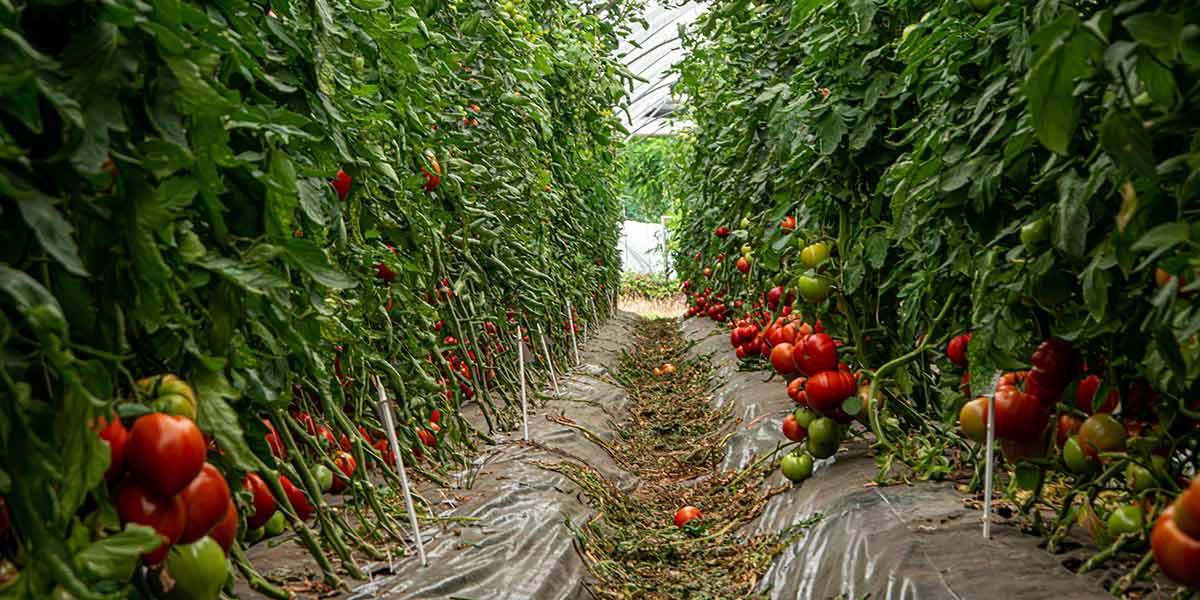 Pomodoro fresco, il focus di ISI Sementi